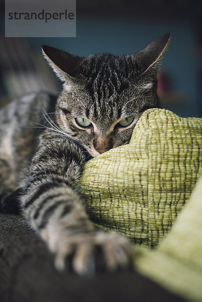 Aggressive Katze mit ausgestreckter Pfote auf der Couch