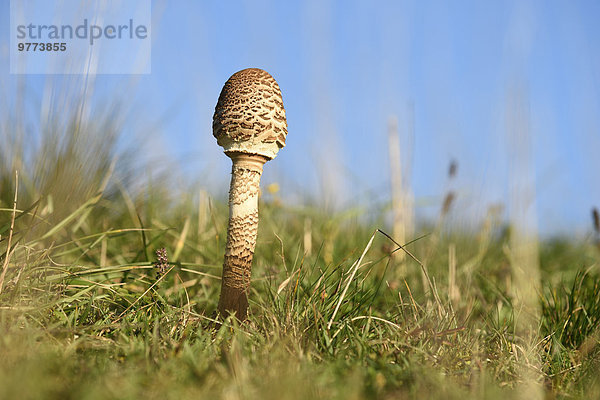 Gemeiner Riesenschirmling  Macrolepiota procera  auf einer Wiese  Oberpfalz  Deutschland  Europa