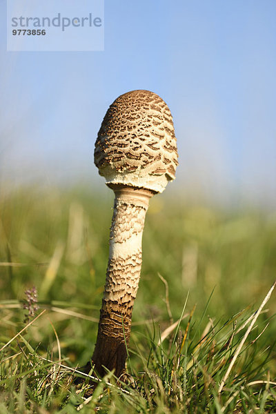 Gemeiner Riesenschirmling  Macrolepiota procera  auf einer Wiese  Oberpfalz  Deutschland  Europa