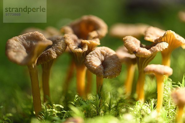 Trompetenpfifferling  Craterellus tubaeformis  im Wald  Oberpfalz  Bayern  Deutschland  Europa