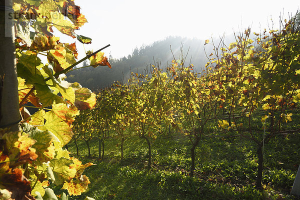 Weinberg  Steiermark  Österreich  Europa