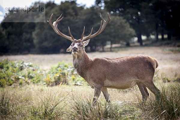 Hirsch  Richmond Park  Richmond  Surrey  England  Vereinigtes Königreich  Europa