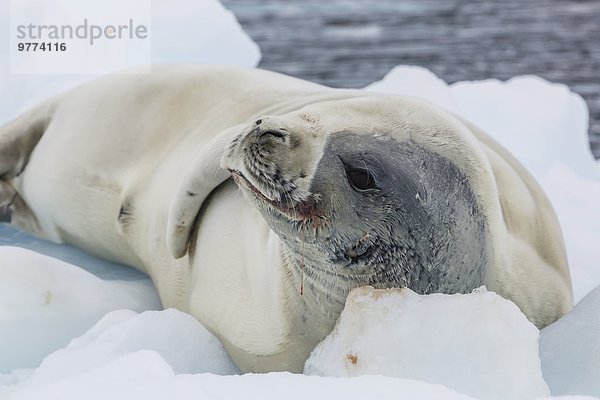 Eis Eisscholle heben Erwachsener Antarktis Robbe