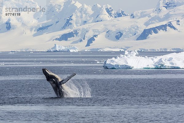 Erwachsener Antarktis Meerenge Wal