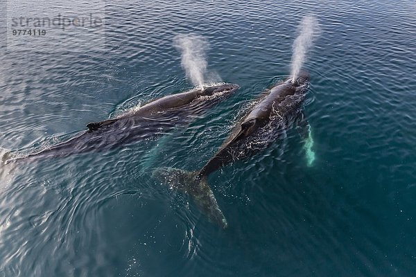 Paar Paare Wal Wasseroberfläche Erwachsener Antarktis Meerenge auftauchen