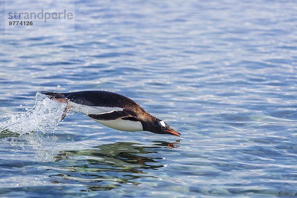 Eselspinguin Pygoscelis papua Langschwanzpinguin Erwachsener Antarktis Pinguin