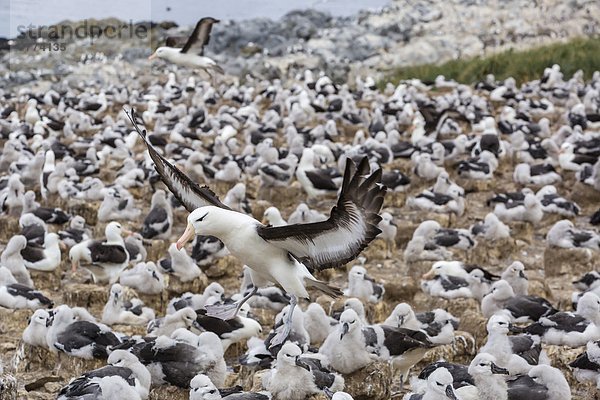schwarz Kirchturm Insel landen Erwachsener Albatros Zucht Falklandinseln Südamerika