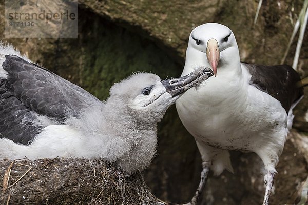 schwarz Insel füttern Jungvogel Erwachsener Albatros Falklandinseln Südamerika