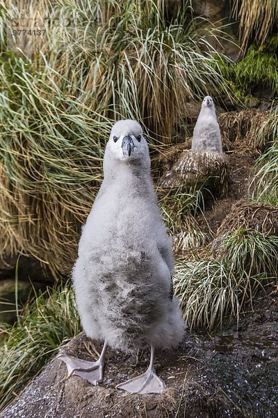 schwarz Insel Albatros Falklandinseln Südamerika