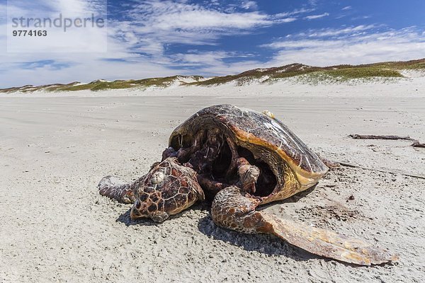 Wasserschildkröte Schildkröte Strand Insel Nordamerika Mexiko