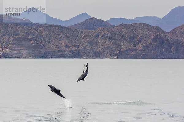 nahe Wasser springen Nordamerika Mexiko Delphin Delphinus delphis Großer Tümmler Große Tursiops truncatus Erwachsener