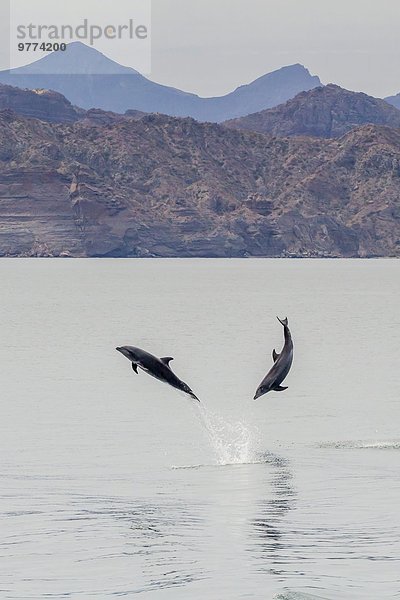 nahe Wasser springen Nordamerika Mexiko Delphin Delphinus delphis Großer Tümmler Große Tursiops truncatus Erwachsener