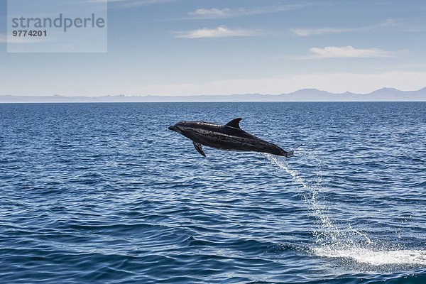 Delphin Delphinus delphis nahe Wasser springen Nordamerika Mexiko Großer Tümmler Große Tursiops truncatus Erwachsener Dalbe