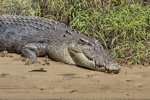 Fluss ungestüm Pazifischer Ozean Pazifik Stiller Ozean Großer Ozean Salzwasser Erwachsener Australien Krokodil Queensland