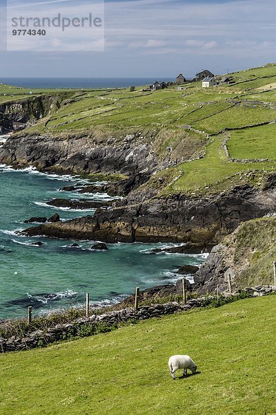 Felsbrocken Europa Wand Schaf Ovis aries Zaun vorwärts Kerry County Dingle Halbinsel