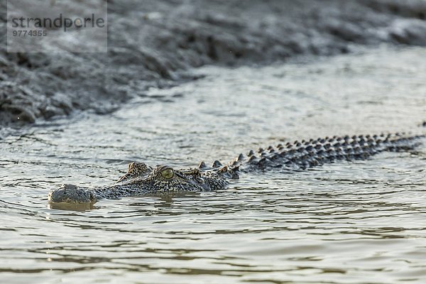 Nationalpark Fluss ungestüm Pazifischer Ozean Pazifik Stiller Ozean Großer Ozean Jagd Salzwasser Erwachsener Australien Krokodil Mitchell Western Australia
