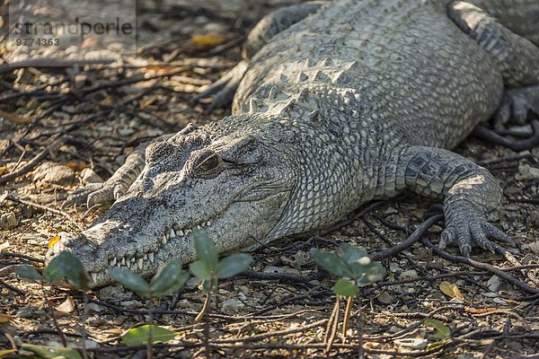 Fluss ungestüm Pazifischer Ozean Pazifik Stiller Ozean Großer Ozean Jagd Salzwasser Australien Krokodil Western Australia