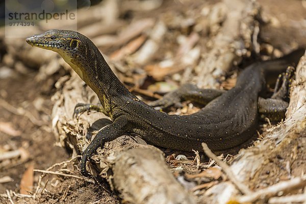 Wasser Fluss Bildschirm Pazifischer Ozean Pazifik Stiller Ozean Großer Ozean Erwachsener Australien Western Australia