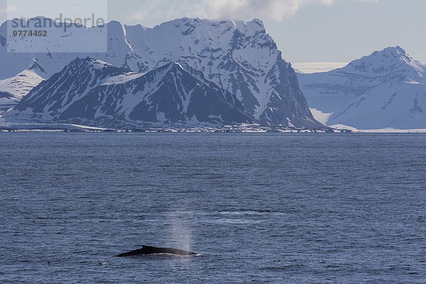 Europa Norwegen Spitzbergen Erwachsener Arktis füttern Skandinavien Svalbard Westküste Wal