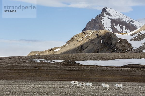 Rentier Rentiere Rangifer tarandus Europa Norwegen Spitzbergen Arktis grasen Skandinavien Svalbard Tundra