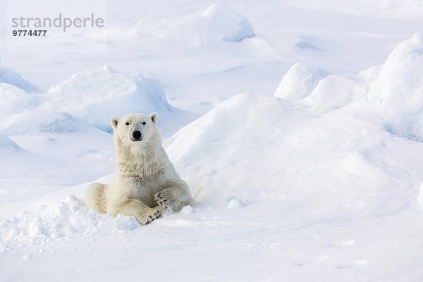 Eisbär Ursus maritimus Europa Tag Bett Meer Eis Norwegen Spitzbergen Erwachsener Arktis Skandinavien Meerenge Svalbard Jahr