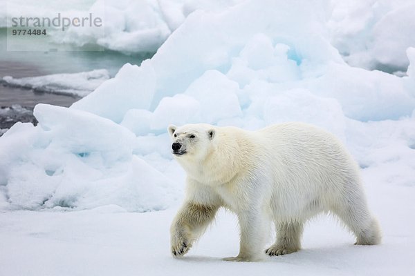 Eisbär Ursus maritimus Europa Meer Eis Norwegen Spitzbergen Erwachsener Arktis Skandinavien Meerenge Svalbard Jahr