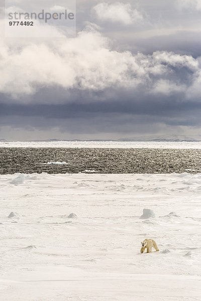 Eisbär Ursus maritimus nahe Europa Meer Eis Norwegen Spitzbergen Erwachsener Arktis Skandinavien Svalbard Jahr