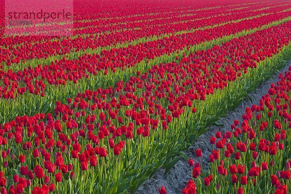Europa rot Tulpe Reihe Niederlande