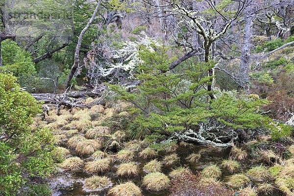 Nationalpark Wald Magellanpinguin Spheniscus magellanicus Chile Patagonien Südamerika Sumpf