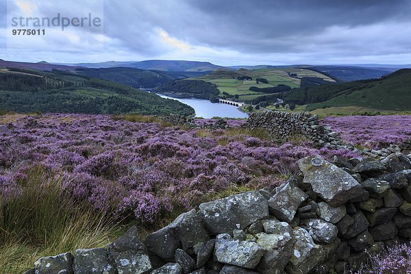 Europa bedecken Sommer Großbritannien Morgendämmerung Brücke Heidekraut Erica herbacea Erica carnea Calluna vulgaris bamford Derbyshire England Moor Peak District Stausee