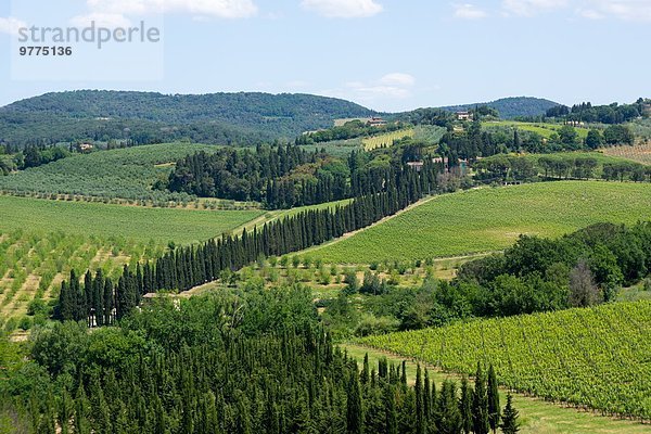 Europa Baum Weinberg Italien Toskana