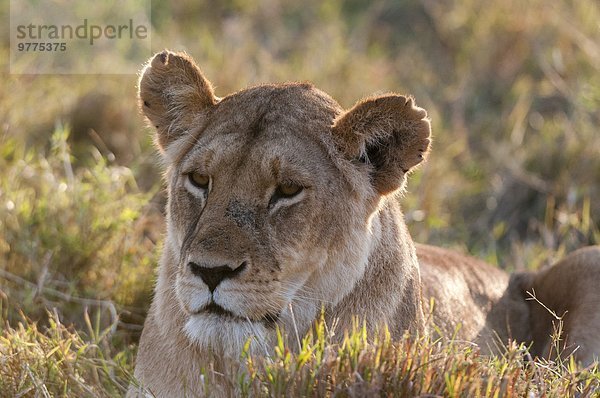 Ostafrika Masai Mara National Reserve Afrika Kenia