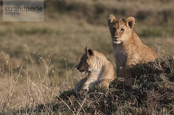 Ostafrika Masai Mara National Reserve Afrika Kenia