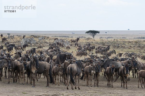 Ostafrika Pampashase Dolichotis patagonum Fluss nähern Masai Mara National Reserve Afrika Kenia Gnu