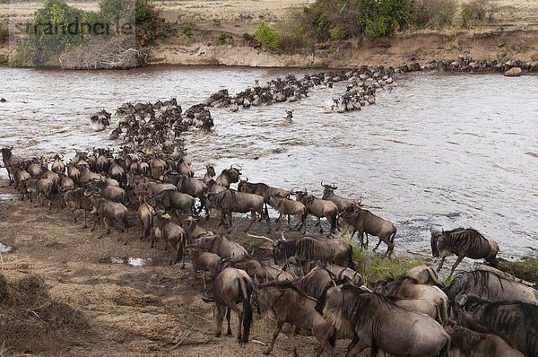Ostafrika Pampashase Dolichotis patagonum überqueren Fluss Masai Mara National Reserve Afrika Kenia Gnu