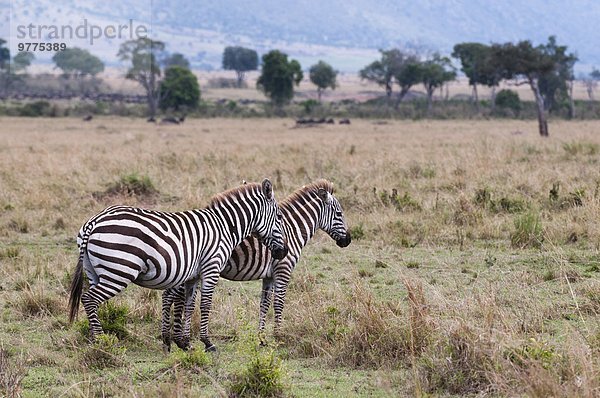 Ostafrika klar Steppenzebra Equus quagga Masai Mara National Reserve Afrika Kenia Zebra Equus quagga Steppenzebra