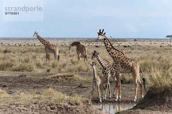 Ostafrika Giraffe Giraffa camelopardalis Masai Mara National Reserve Afrika Kenia Masai