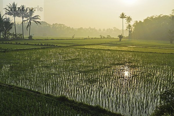 Südostasien Reisfeld Asien Indonesien Java
