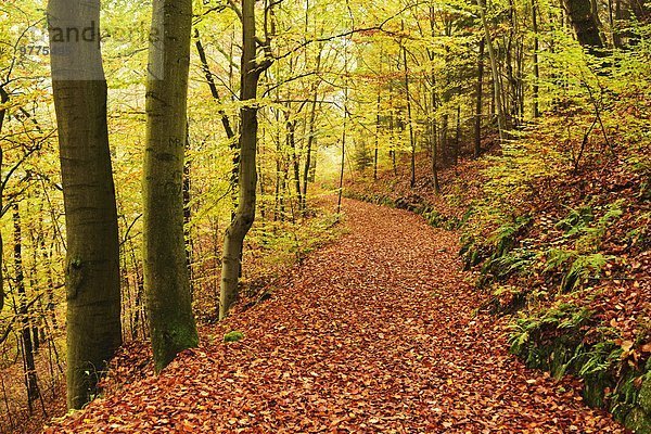 Europa Wald Tschechische Republik Tschechien Herbst