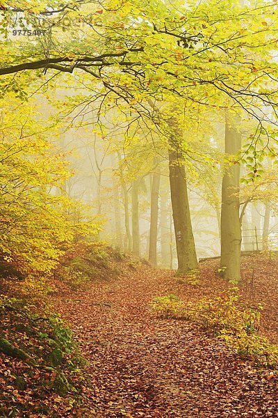 Europa Wald Tschechische Republik Tschechien Herbst