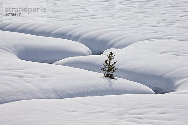 Amerika Baum Nordamerika immergrünes Gehölz Verbindung Einsamkeit schlangenförmig Schnee Wyoming
