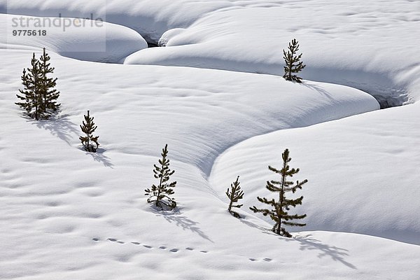 Amerika Baum Nordamerika immergrünes Gehölz Verbindung schlangenförmig Schnee Wyoming