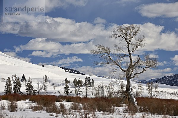 Amerika Baum Nordamerika Verbindung nackt UNESCO-Welterbe Pappel Yellowstone Nationalpark Schnee Wyoming