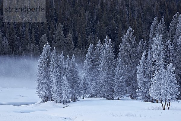 bedecken Amerika Baum Nordamerika immergrünes Gehölz Verbindung UNESCO-Welterbe Yellowstone Nationalpark Frost Wyoming