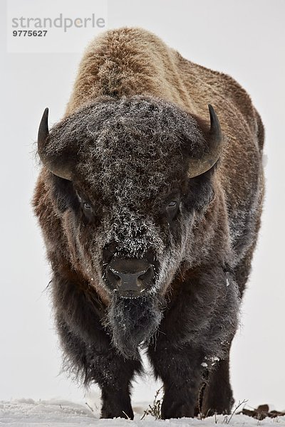 Bulle Stier Stiere Bullen Winter bedecken Amerika Nordamerika Verbindung Yellowstone Nationalpark Bison Frost Wyoming