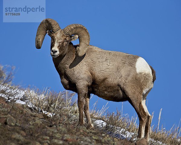 Amerika Schaf Ovis aries Nordamerika Verbindung Dickhornschaf Ovis canadensis Yellowstone Nationalpark Schnee Wyoming