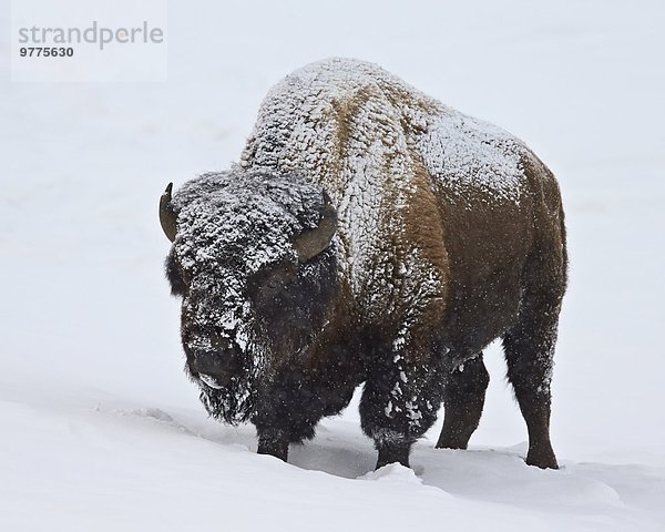 Bulle Stier Stiere Bullen Winter bedecken Amerika Nordamerika Verbindung Yellowstone Nationalpark Bison Schnee Wyoming