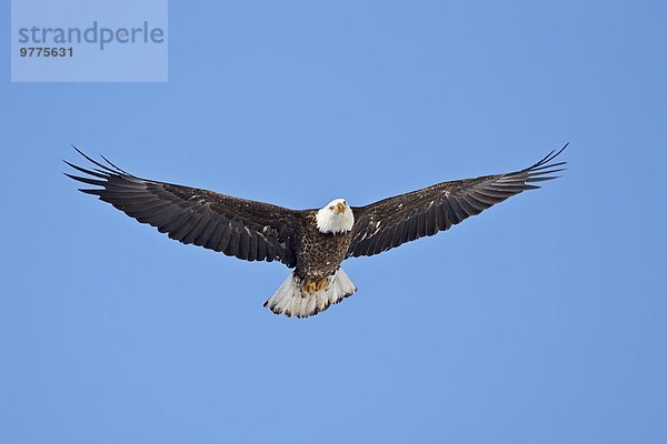 Weißkopfseeadler Haliaeetus leucocephalus fliegen fliegt fliegend Flug Flüge Amerika Nordamerika Verbindung Yellowstone Nationalpark Wyoming