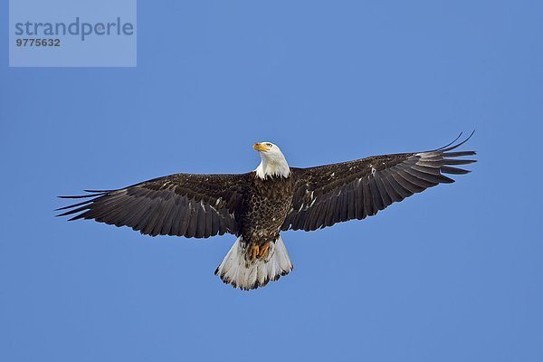 Weißkopfseeadler Haliaeetus leucocephalus fliegen fliegt fliegend Flug Flüge Amerika Nordamerika Verbindung Yellowstone Nationalpark Wyoming