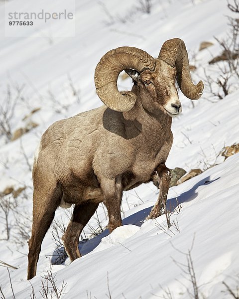 Amerika Schaf Ovis aries Nordamerika Verbindung Dickhornschaf Ovis canadensis Yellowstone Nationalpark Schnee Wyoming
